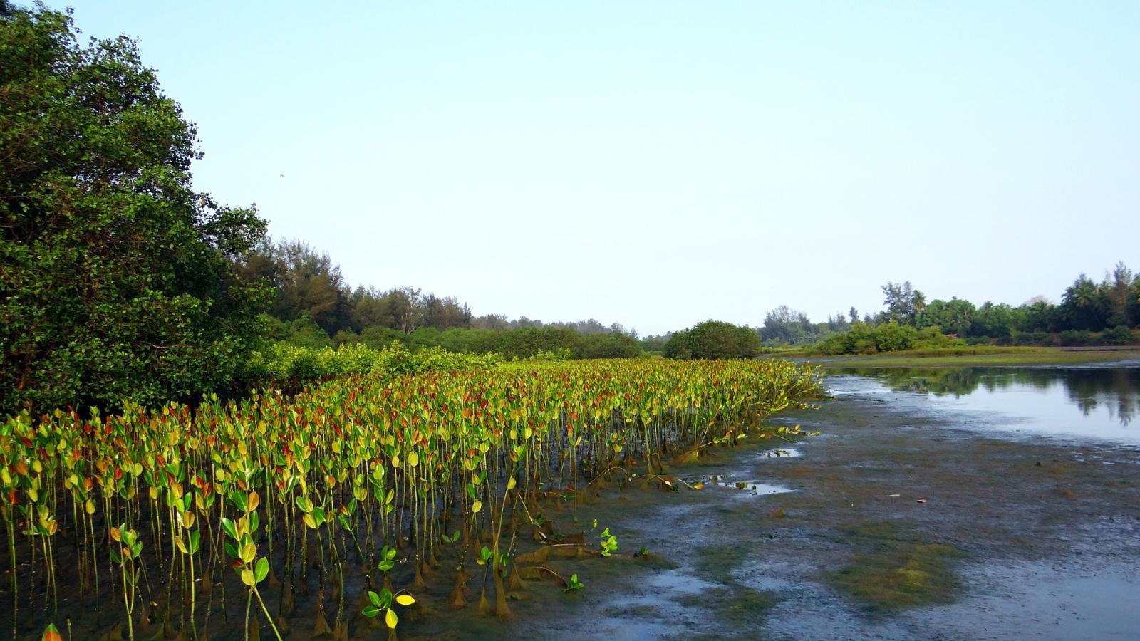 红树林