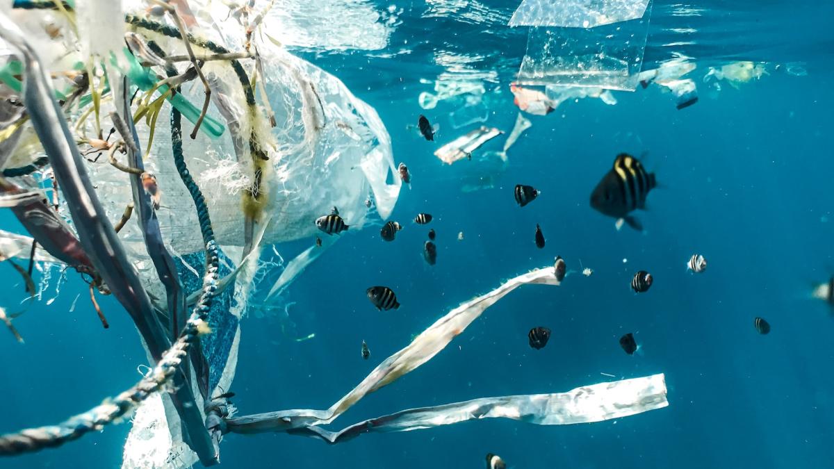 海洋中的鱼与塑料污染