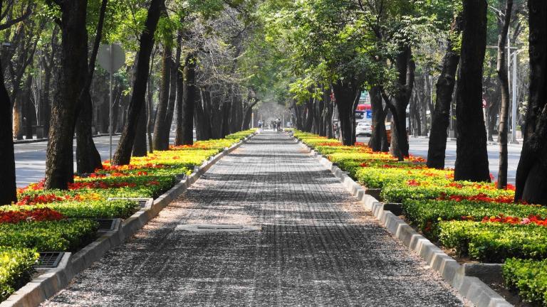 墨西哥城绿树成荫的街道