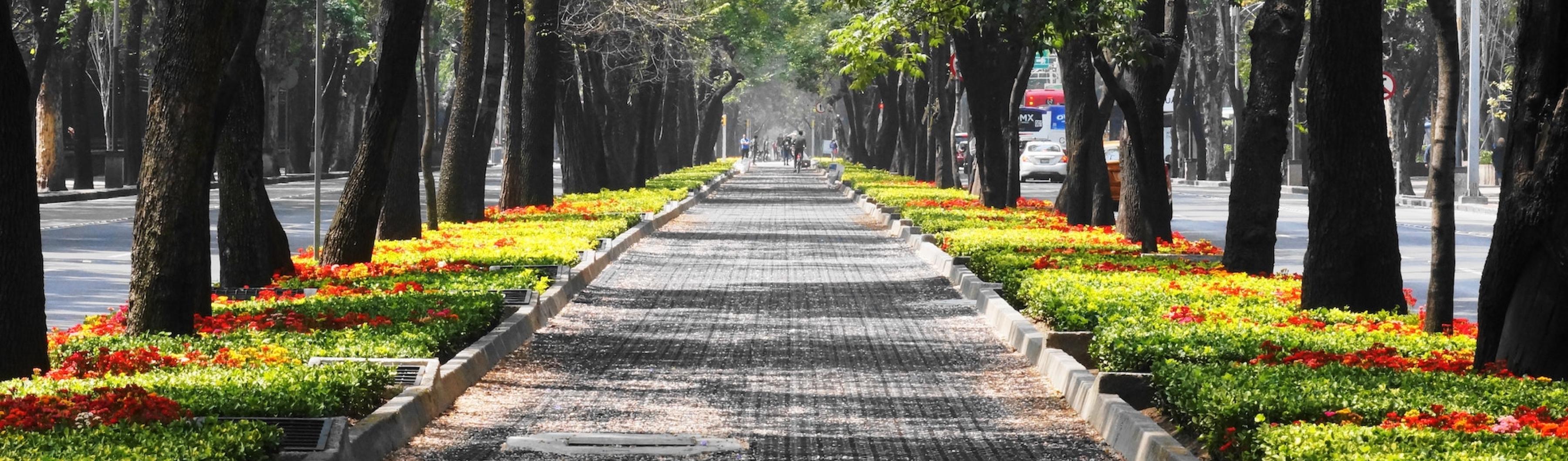 墨西哥城绿树成荫的街道