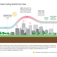 树木带来的城市冷却效益信息图