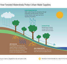 森林分水岭如何保护城市供水信息图表